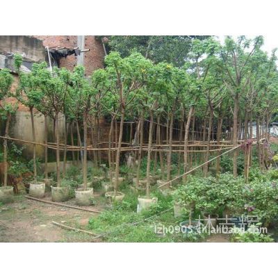 園林綠化工程 景觀工程 設(shè)計 施工及供應(yīng)苗木 黃花槐 移植苗